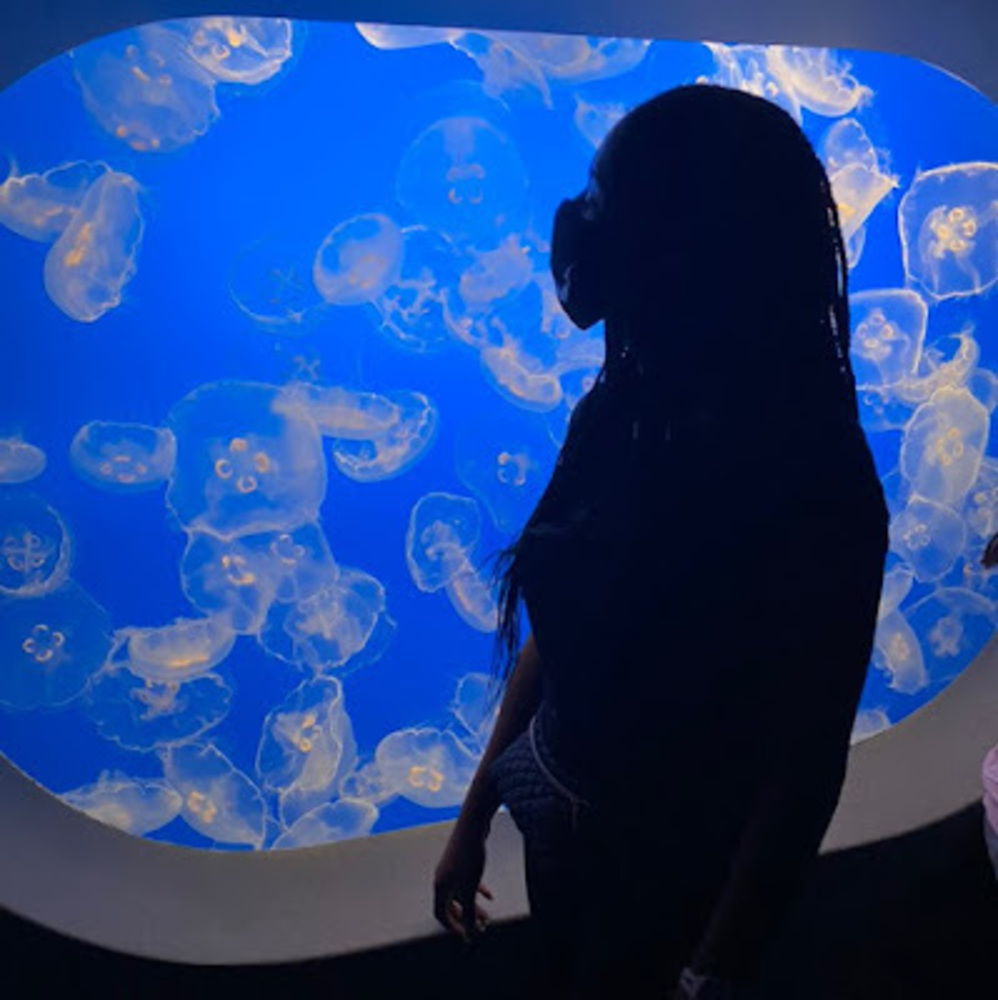 Meet your Posher, Jellyfish